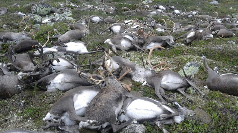 Tausende Rentiere in Norwegen müssen getötet werden