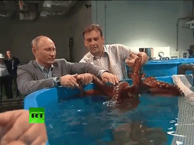 Tierliebhaber Putin begrüßt Täubchen