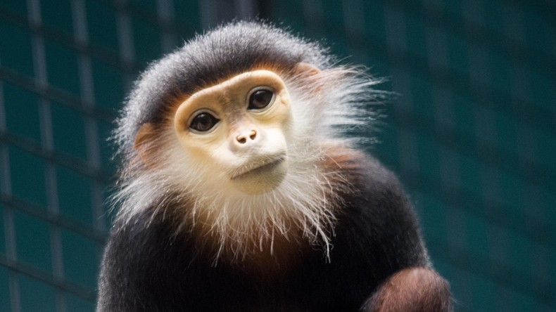 Vietnamesische Polizei nimmt Tierhändler mit gefrorenen Affen fest