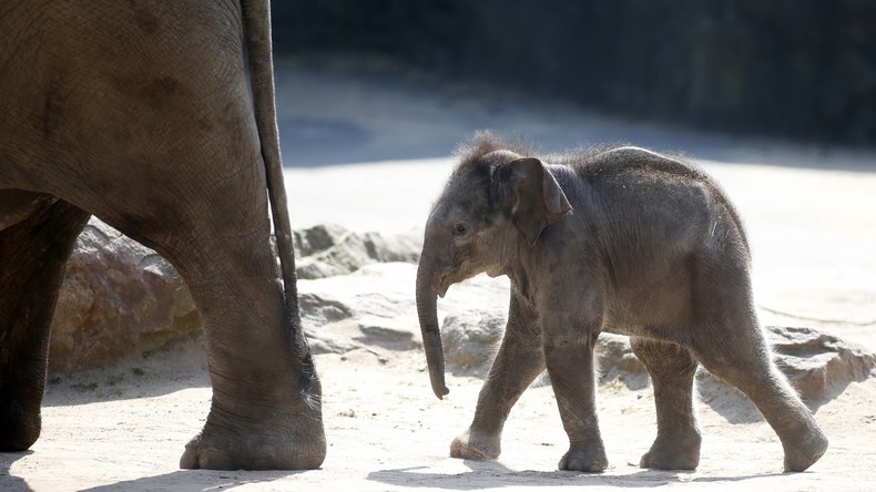 Baby-Boom im Kölner Zoo - drittes Elefantenbaby in diesem Jahr geboren