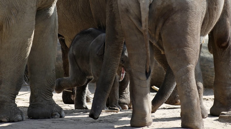 Deutscher Zoo muss wenige Tage altes Elefantenbaby einschläfern