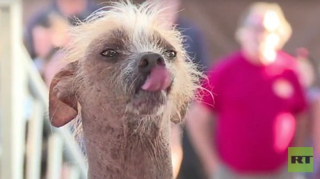 "Hässlichster Hund der Welt" ist ein Mastino Napoletano