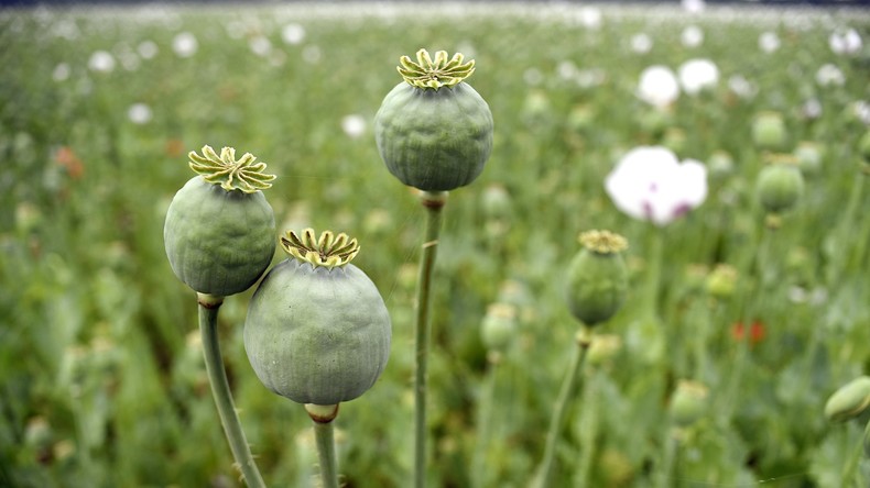 Afghanische Polizei findet Riesenladung Stoff für Heroinproduktion