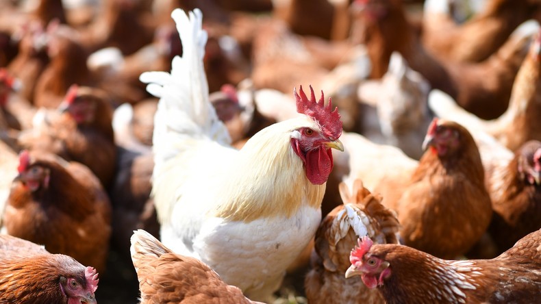 Transporter verlor tierische Ladung: Tausende Hühner auf der Autobahn