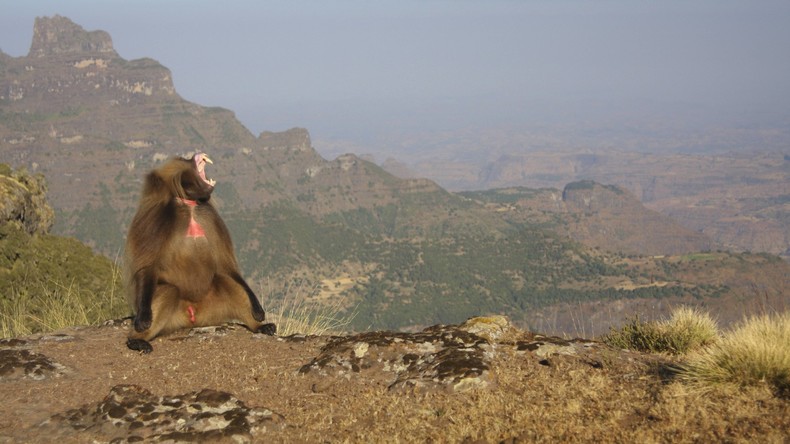 UNESCO nimmt Nationalpark Simien von Liste gefährdeten Welterbes