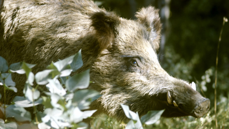 Polen: 729 Kilometer langer Zaun gegen afrikanische Schweinepest