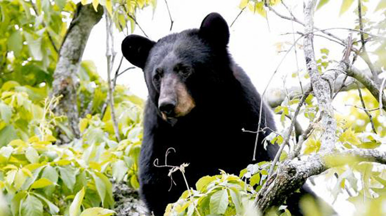 Guten Morgen, guten Appetit: Mitarbeiter eines Wildparks erwacht im Maul eines Schwarzbären