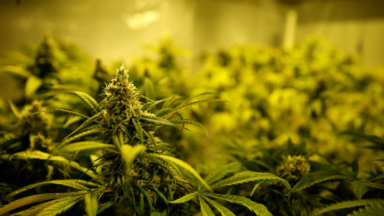 Marihuana-Engpass in Nevada: Gouverneur erleichtert Lizenzierung