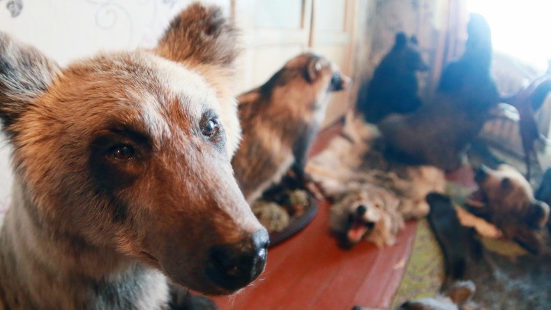 Arsenverseucht: Ausgestopfte Tiere verschwinden aus Schweizer Schulen