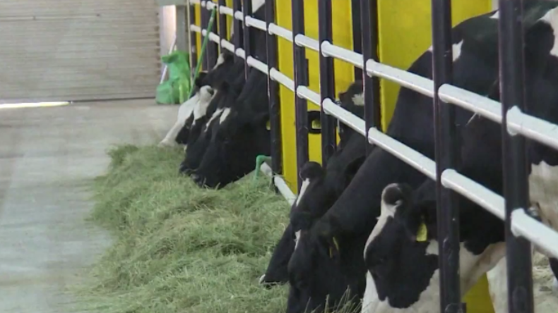 Deutsche Kühe gegen die Milchkrise in Katar: Erstes Vieh erreicht klimatisierte Ställe im Wüstenland
