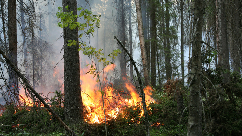 Verheerende Waldbrände im sibirischen Naturschutzgebiet – Tausend Hektar von Feuer befallen