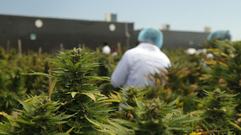 Weltweite Premiere: Uruguay startet staatlichen Marihuana-Verkauf