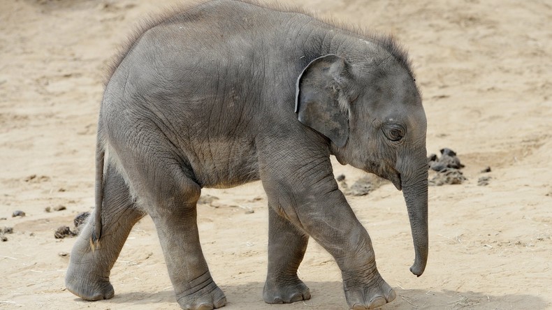 Indische Dorfbewohner retten Elefantenbaby vor dem Ertrinken
