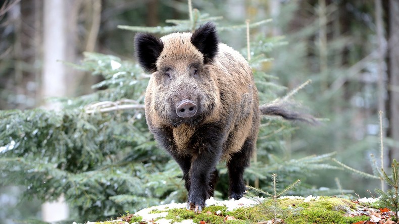 Zu viel Schwein in Rheinland-Pfalz: Wildsau verursacht drei Verkehrsunfälle mit vier Verletzten