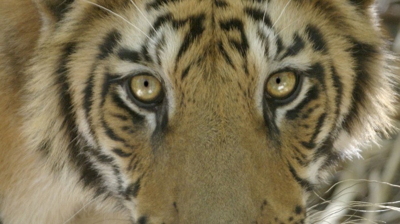 Abgemagerte Löwen und Tiger aus Zoo bei Aleppo befreit