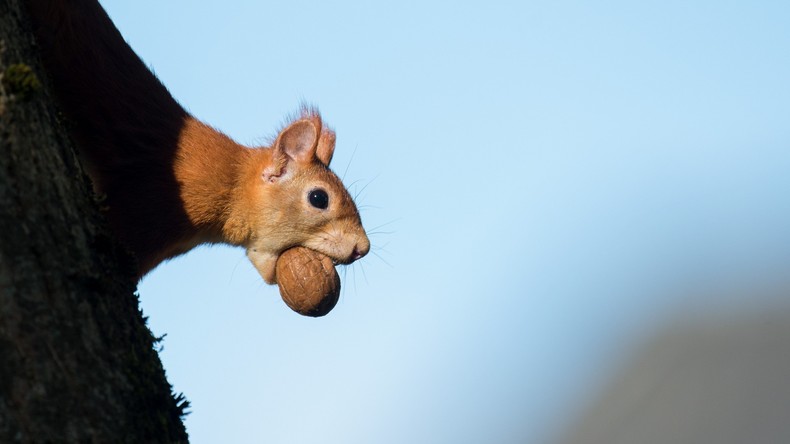 Eichhörnchen schaltet bei 45.000 Menschen in San Diego den Strom ab