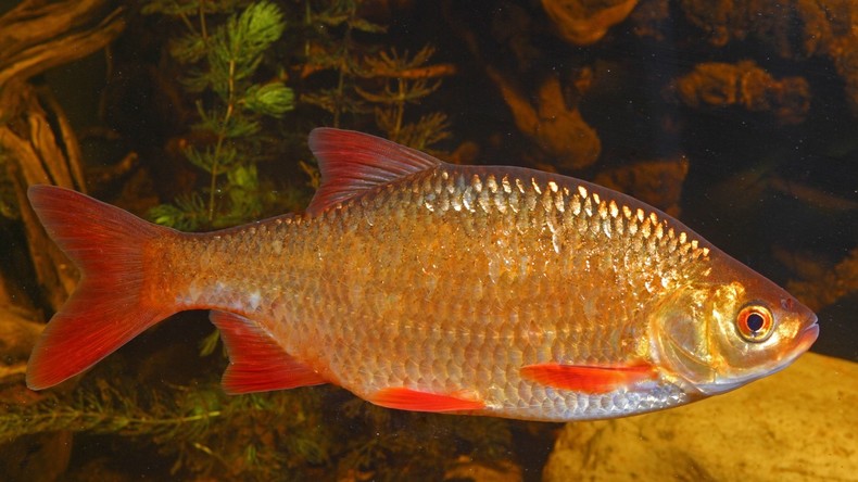US-Amerikaner tötet Goldfisch nach Familienstreit und wird zu vier Monaten Gefängnis verurteilt