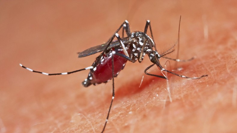 Fast 115.000 Dengue-Fälle in Sri Lanka - 315 Tote