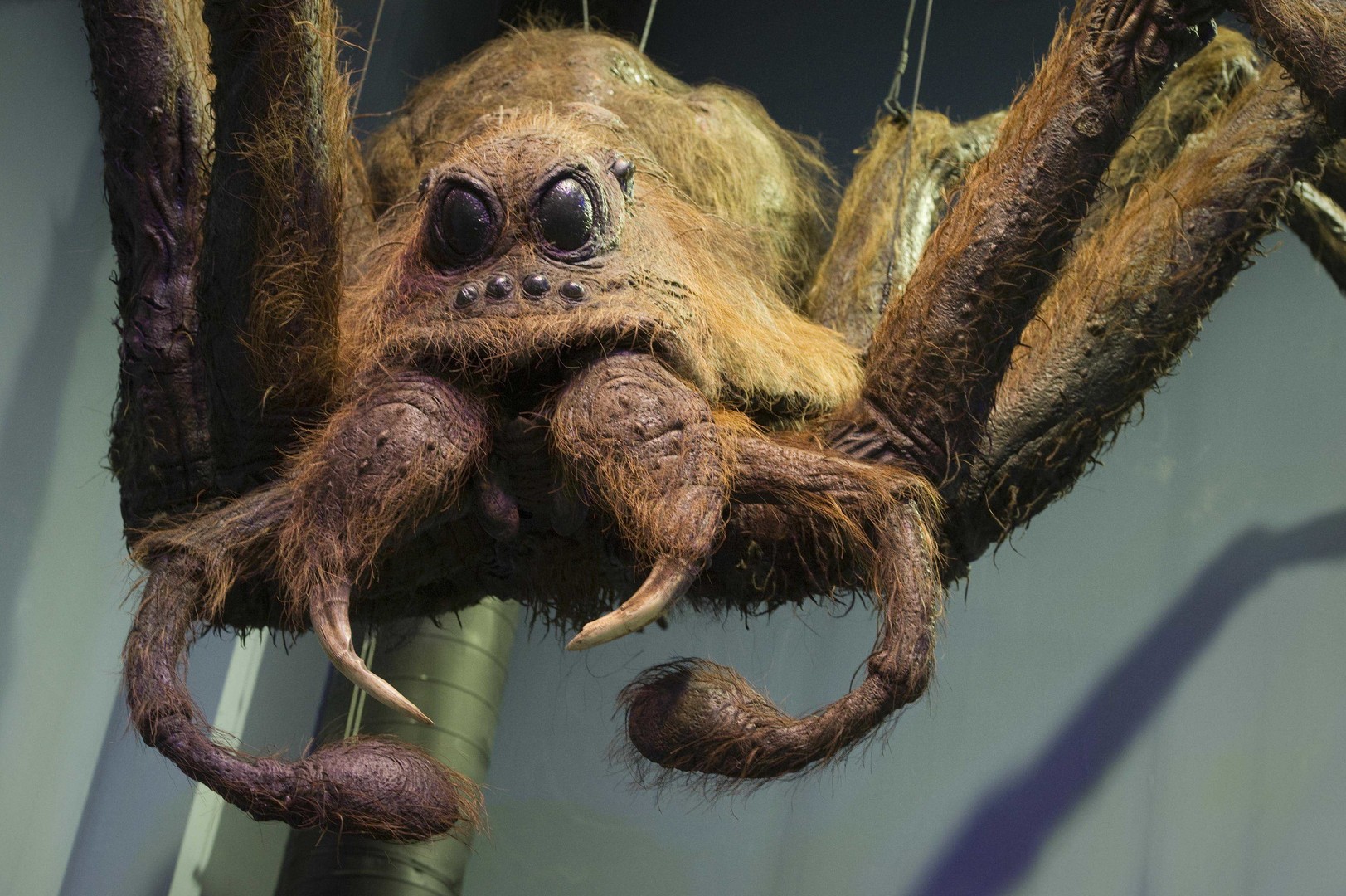 Riesenspinne stattet australischem Paar Besuch ab [FOTO] — RT Deutsch