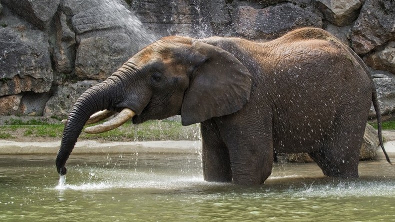Planschen gegen die Hitze: Elefanten baden in Wiener Tiergarten