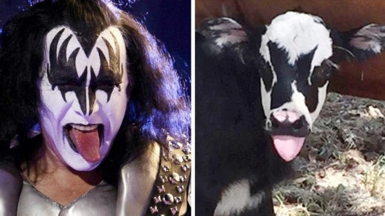 Kälbchen aus Texas sieht aus wie Musiker von Kiss