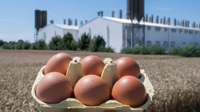 Läusebekämpfungsmittel Fipronil auch in deutschen Eier-Betrieben genutzt