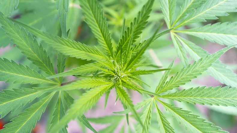 Mann baut für todkranke Ehefrau Cannabis an - Acht Monate Haft