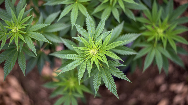 USA: Cannabis-Züchter kauft ganze Stadt