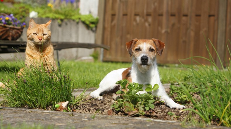 Von Hund und Katz verraten: Säumiger Schuldner wollte sich verstecken