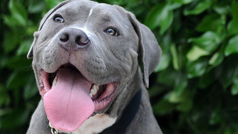 Pitbull tötet achtjähriges Mädchen in Indonesien