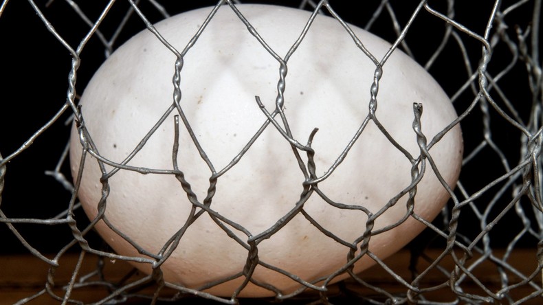51 Geflügelbetriebe in Belgien wegen Fipronil-Verdachts gesperrt