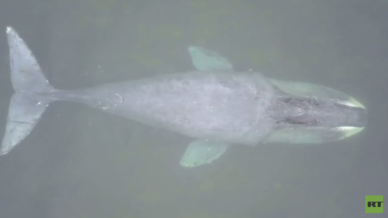 Russland: Baby-Grönlandwal im Ochotskischen Meer gestrandet und verletzt