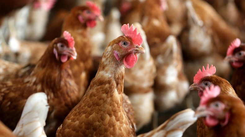 Erster Fall von Vogelgrippe: Philippinen töten 400.000 Tiere