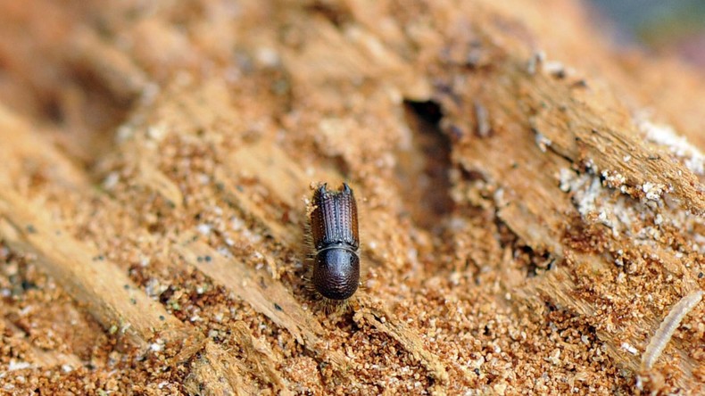 Alarm im Fichtenwald: Borkenkäfer vermehrt sich rasant