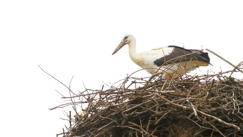 Vogelgrippe in Europa noch nicht gebannt
