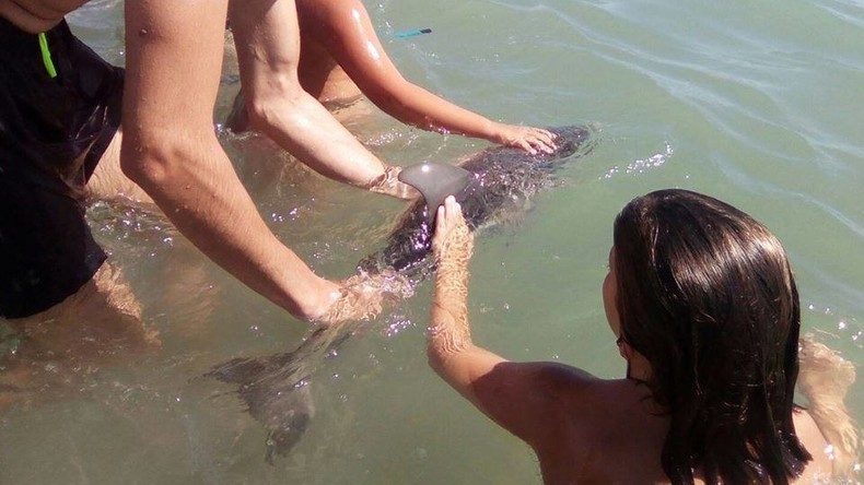 Baby-Delfin am spanischen Strand wegen Selfie zu Tode gequält
