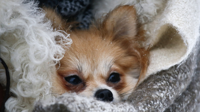 USA: Tierrechtsorganisation Peta schläfert aus Versehen Hund von Neunjähriger ein