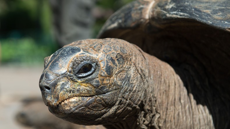 Riesenschildkröte bricht aus japanischem Zoo aus – nach zwei Wochen im nächsten Gebüsch erwischt