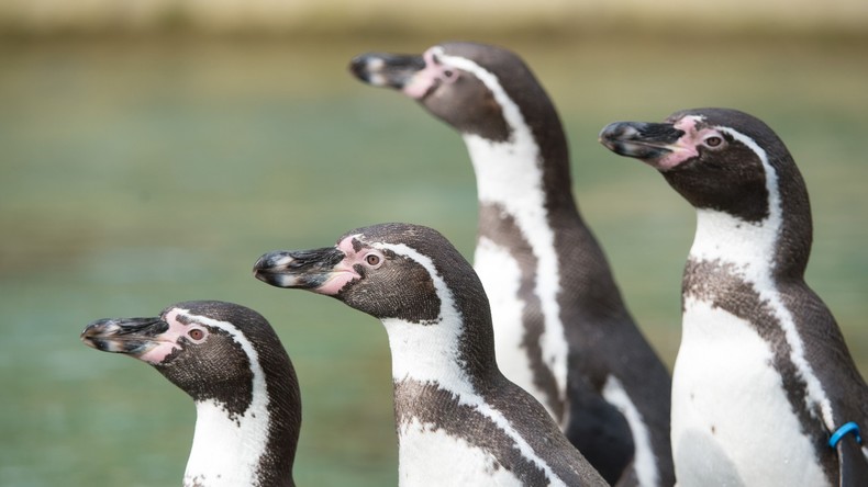 Pinguine bringen Bergbaufirma in Chile um 2,5 Milliarden US-Dollar