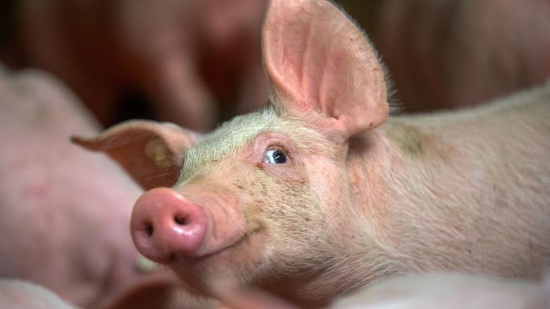 Erst gerettet, dann gegessen: Feuerwehrmänner bekommen geborgene Ferkel zu Mittag