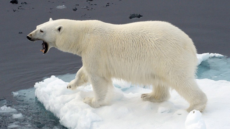 Norwegischer Reiseführer muss 1.300 Euro Buße wegen Störung eines Eisbären zahlen