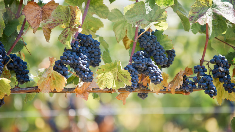 Mit den Jahren nur besser: 6.000 Jahre alter Wein auf Sizilien entdeckt