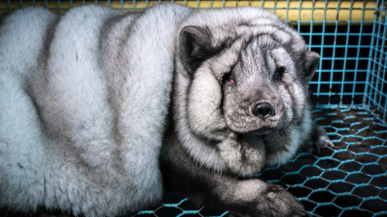 Finnische Tierschützer fordern Schließung der Farm, wo Polarfüchse an Übergewicht sterben