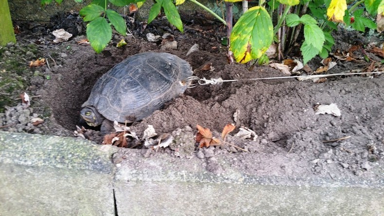 Deutscher leint Schildkröte an und fährt für drei Wochen in Urlaub