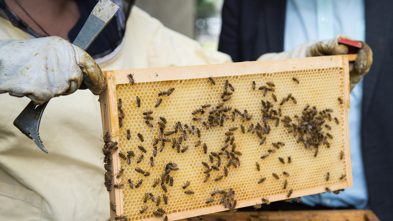 Schock für Imker: 3,8 Millionen Bienen samt Honig in Luxemburg gestohlen