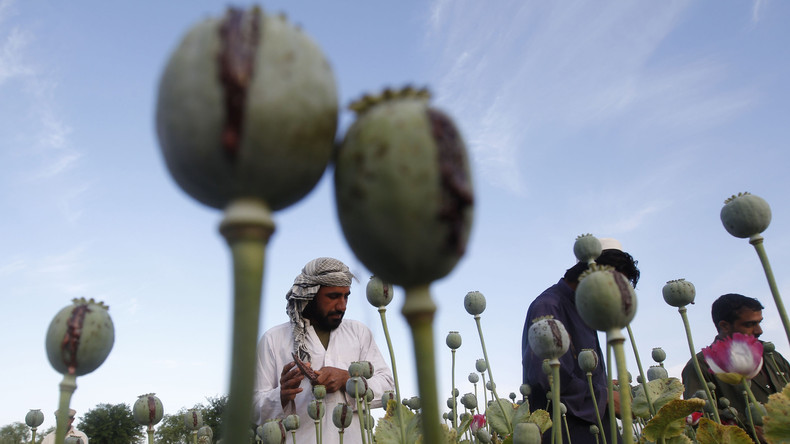 Afghanisches Ministerium warnt: Neue US-Strategie ignoriert Anti-Drogen-Kampagne