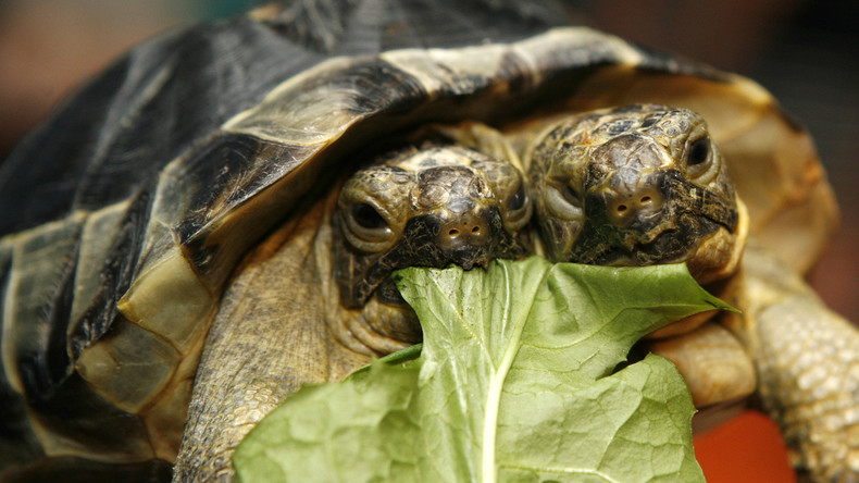 Zweiköpfige Schildkröte feiert 20. Geburtstag