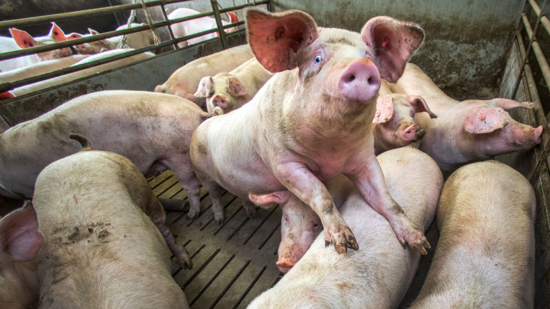 Durch deutsche und dänische Schweine sollen sich Tausende Engländer mit Hepatitis E infiziert haben