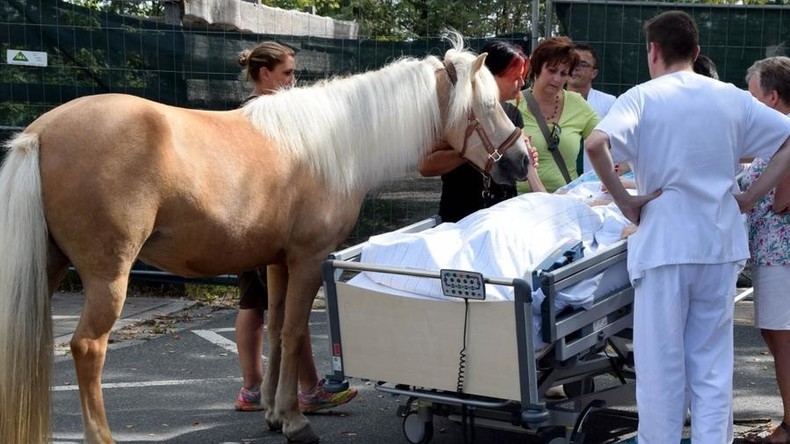 Wahre Freundschaft: Pferd besucht sterbende Frau im Krankenhaus