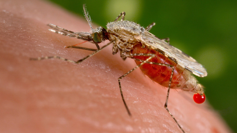 Rätselhafter Malaria-Tod einer Vierjährigen in Italien - Ermittlung wegen fahrlässiger Tötung
